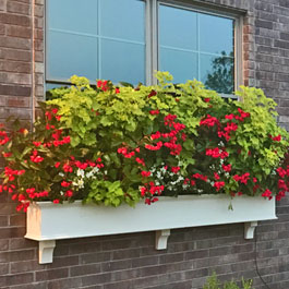 Window Box with Huge red, white, and green flowers