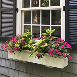 Traditional window boxes with coleus and pink impatiens