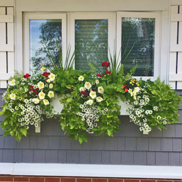 Overfilled Cunningham window box, red, yellow flowers, sweet potato vine, and sun flowers