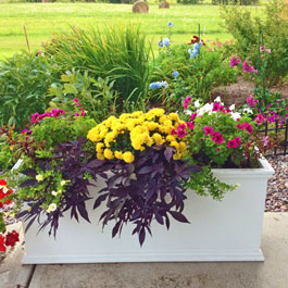 PVC planter on concrete patio as border with Marigolds and purple heart