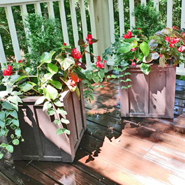 Brown planters on stained deck with possibly begonias