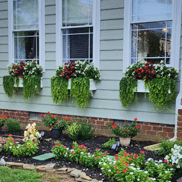 Three window boxes with Creeping Jenny vine and red and white flowers
