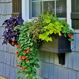 Red black eyed susan vines with sweet potato in black window box