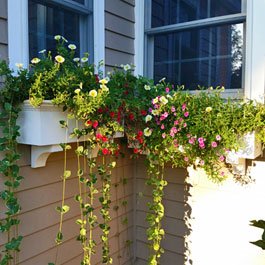 Cater-corenered window boxes