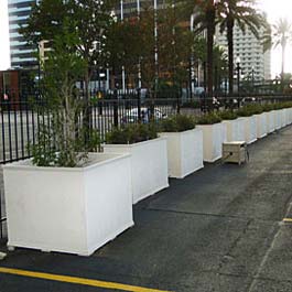 Extra large planters with trees in New Orleans parking lot