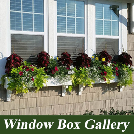 window box photos and ideas