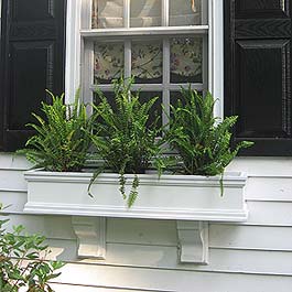 white window box with fancy corbels and nephrolepis ferns