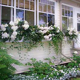 white window box in Canada with white flowers