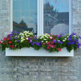 plain white window box with red, purple, and yellow petunias