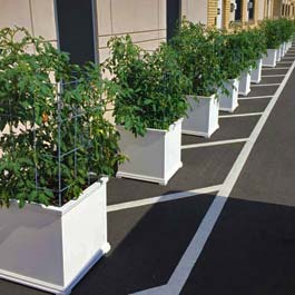 white garden planters for tomatoes