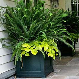 large black planter boxes with sword ferns growing out