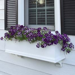 purple and white petunia flowers in white window box