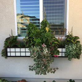 Modern design wrought iron window box with greenery