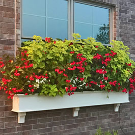 Huge window box display on Traditional window box with base trim