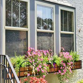 Springfield window box with purple flowers and small shrub plants