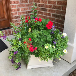 Red, white, purple winter planter display ideas