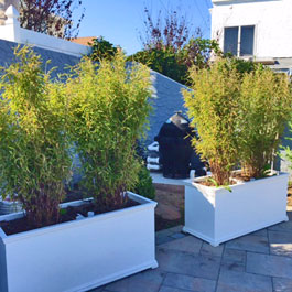 Swimming pool planters with tall privacy shrubs