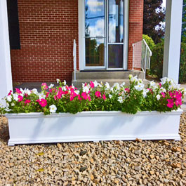 Pink and white periwinkle flowers in planter box 