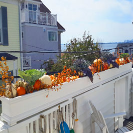 Fall flowers and squashes