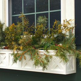 Window box with Christmas tree pines