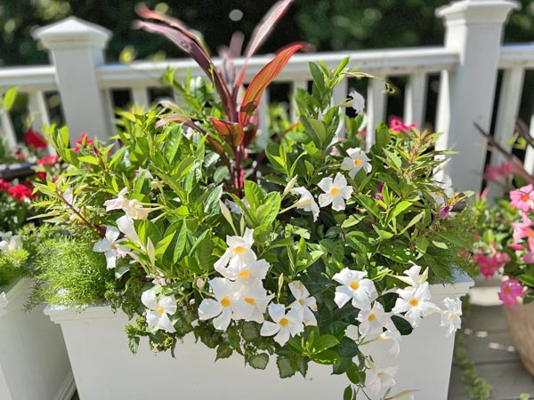 spring window box combinations