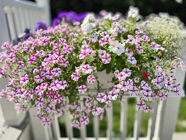 flower window box vines