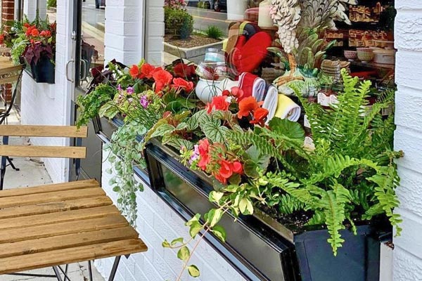 Best Winter Window Box Flowers