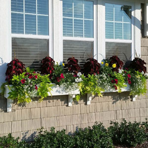 White window boxes with sweet potato vine and coleus