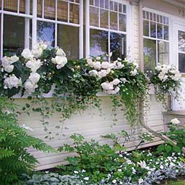 Perennial white flowers in window box