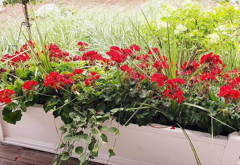 Geraniums in a planter box