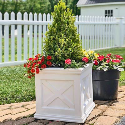 English Garden Planter with Dwarf Conifers