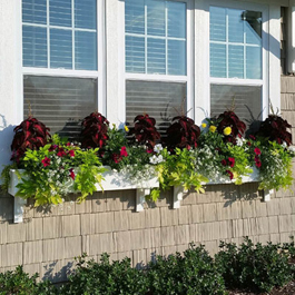 classic window box with tall coleus plant and hanging sweet potato vines