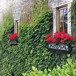 ornamental metal window boxes with wall full of ivy