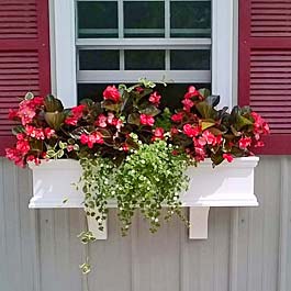 Begonia Flower Window Box Idea