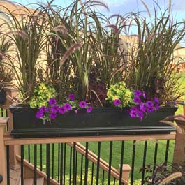 Black railing privacy planter with tall Rubrum plants