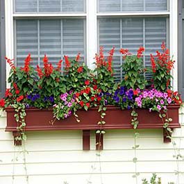 red window flower box with tall Scarlett Sage flowers