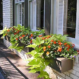 potatoe vine in brown flower box with orange flowers