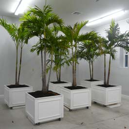 white planter boxes on wheels with palm trees growing out