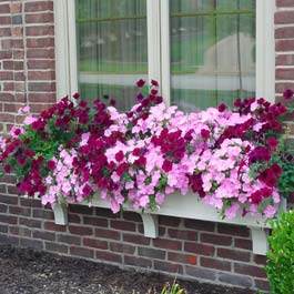 window box on brick over flowing with pink flowers