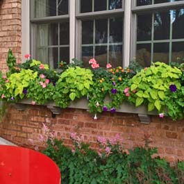 very long custom window box with young vines and flowers