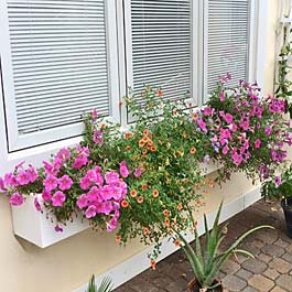 pink flowr window box yellow sun flowers