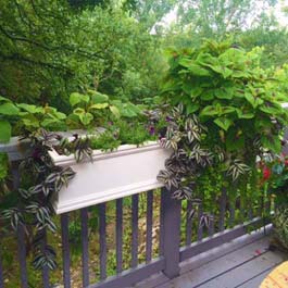 window box on grey deck railings