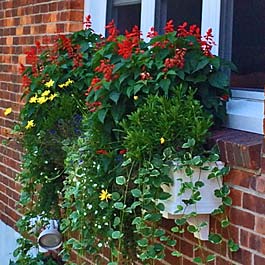 window box with tall plants and flowers