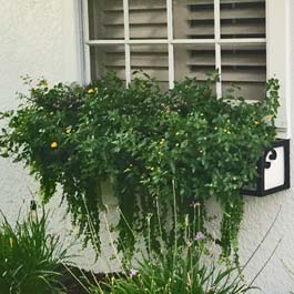 metal window box completely covered up with greenery