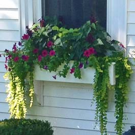 white window box in massachussettes with ivy