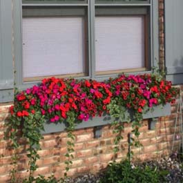 grey window box full of red flowers