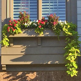 beautiful window box with trailing sweet potato vines and flowers