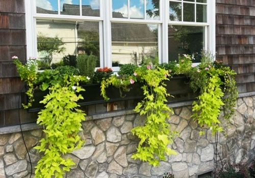 Colorful Window Box Ivy Combination 