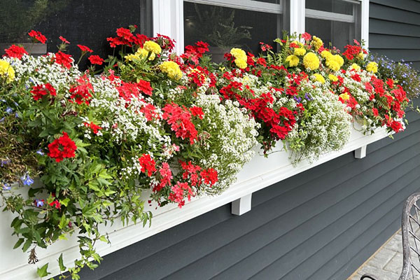 Colorful Window Boxes