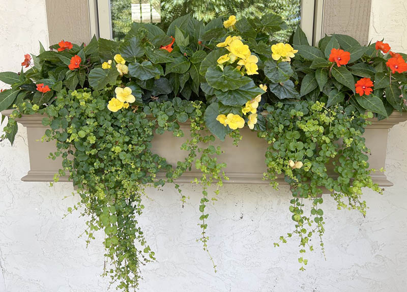 Creeping Jenny Window Box Vine